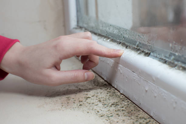 Best Asbestos and Lead Testing During Mold Inspection  in Lone Grove, OK