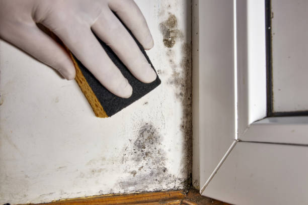 Best Commercial Mold Inspection  in Lone Grove, OK