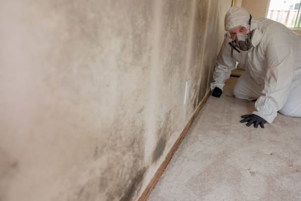 Best Comprehensive Air Testing for Mold Contaminants  in Lone Grove, OK